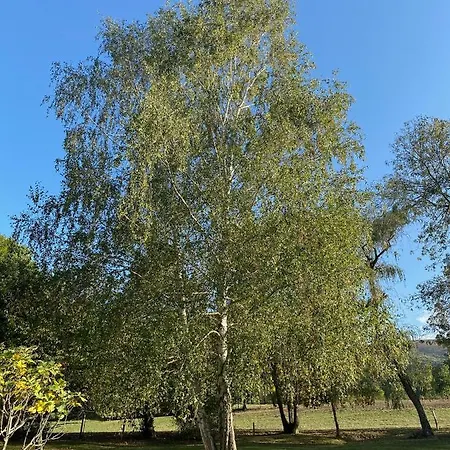 150m2 Dans Tres Grand Parc Arbore